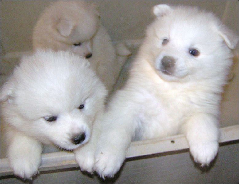 pups-5.jpg