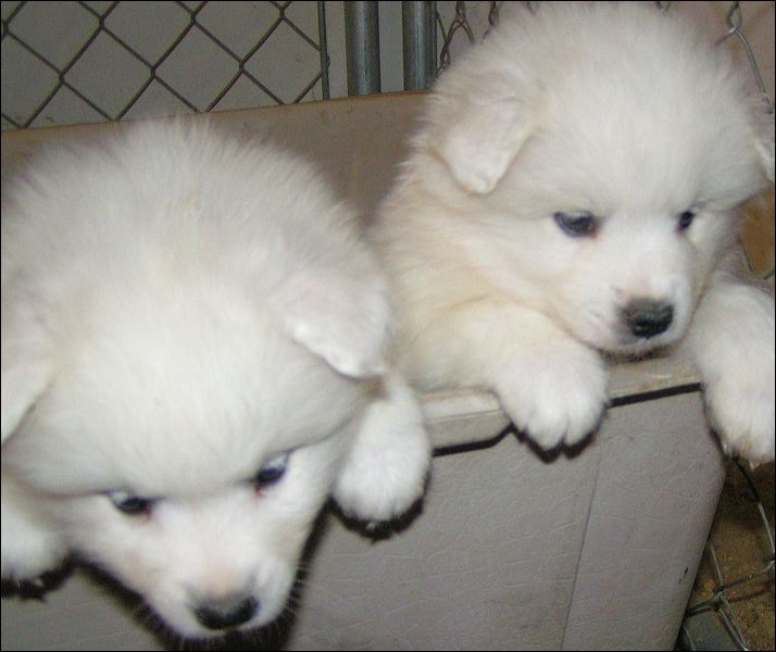 pups-6.jpg