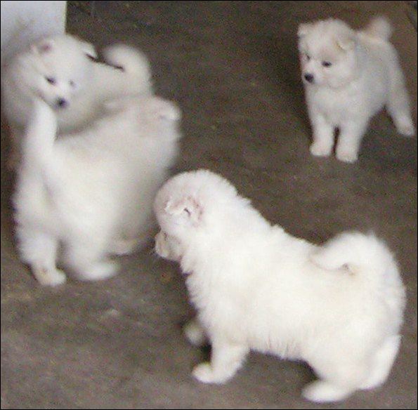 pups-7.jpg