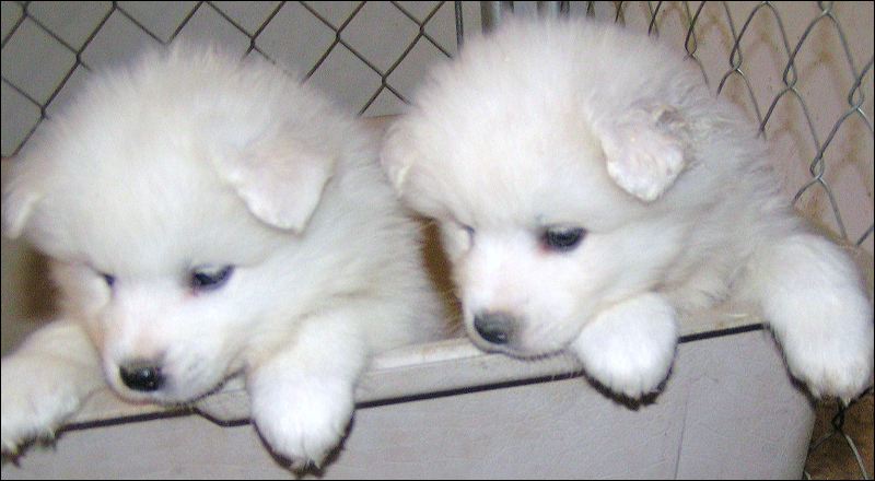 pups-9.jpg