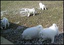 pups-2