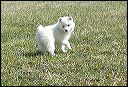 pups-3