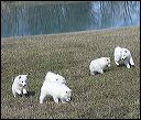 pups-5