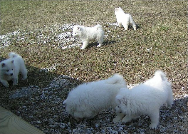 pups-2.jpg