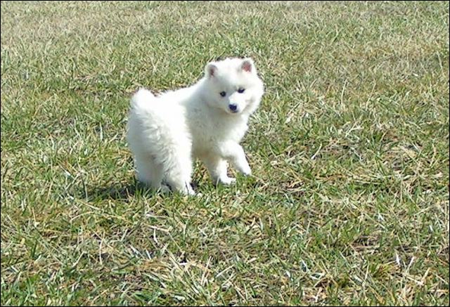 pups-3.jpg