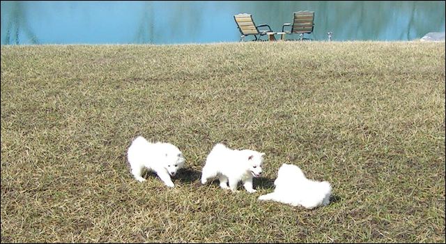 pups-4.jpg
