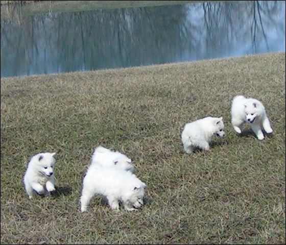 pups-5.jpg