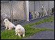 girls-3-mom-brothers in pen.JPG 