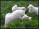 pups-1.JPG 