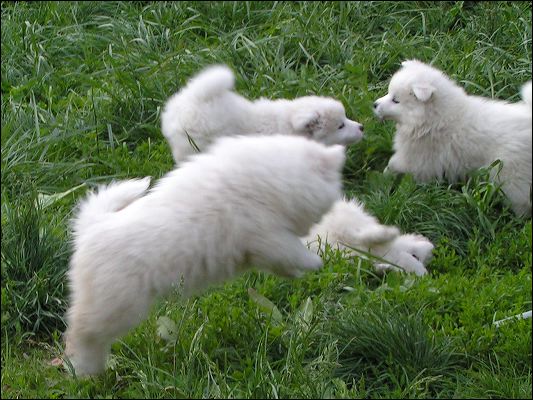 pups-1.jpg