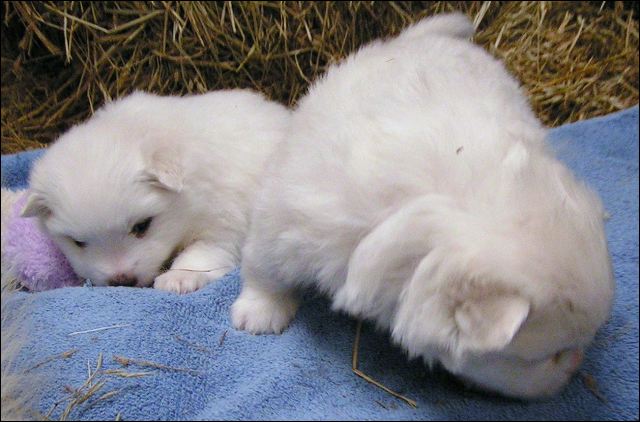 gif211~1.jpg