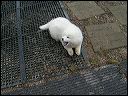 squeaky