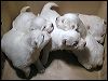 pups1.JPG 