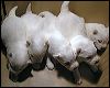 pups2.JPG 