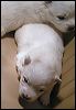 pups3.JPG 