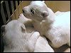 pups4.JPG 