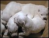 pups5.JPG 
