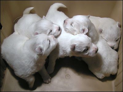 pups1.jpg