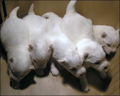 pups2.jpg