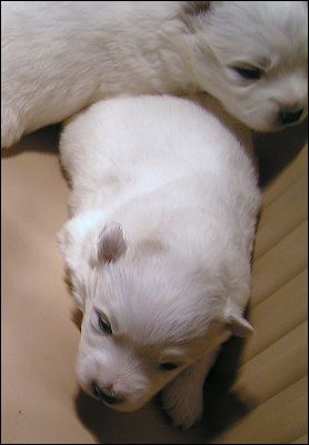 pups3.jpg