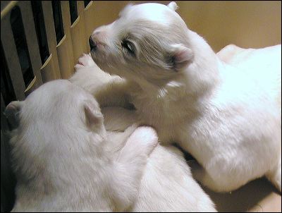 pups4.jpg