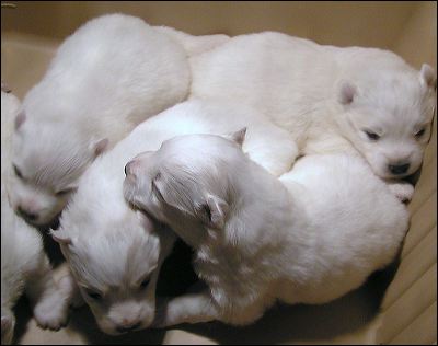 pups5.jpg