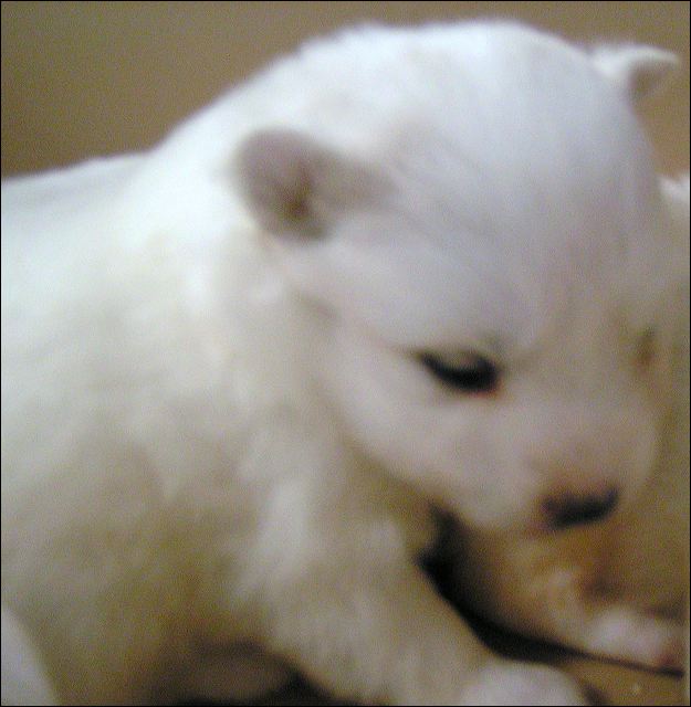 3wks-3.jpg