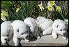 pups-1.JPG 
