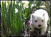 pups-11.JPG 