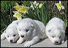 pups-3.JPG 