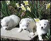 pups-4.JPG 