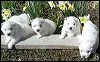pups-5.JPG 