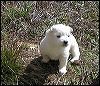 pups-6.JPG 