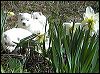 pups-7.JPG 