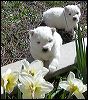 pups-8.JPG 