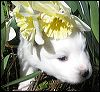pups-9.JPG 