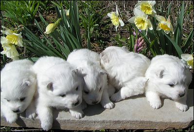 pups-1.jpg