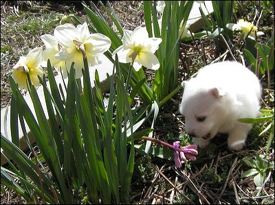 pups-10.jpg