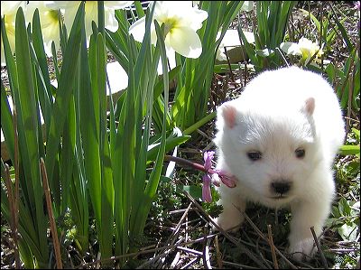 pups-11.jpg