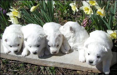 pups-2.jpg