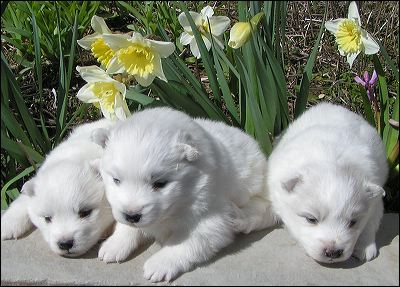 pups-3.jpg