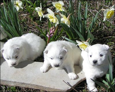 pups-4.jpg