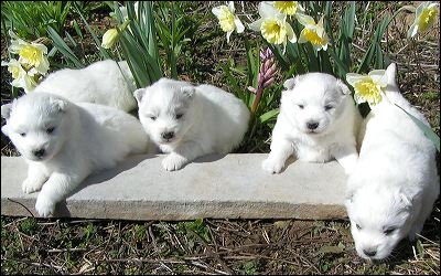 pups-5.jpg