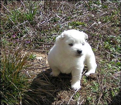 pups-6.jpg