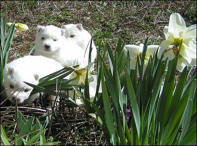 pups-7.jpg