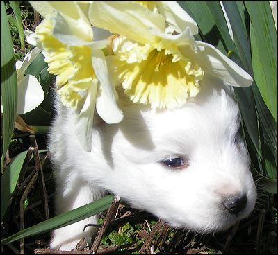 pups-9.jpg