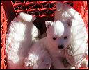 puppies1
