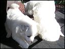 puppies2