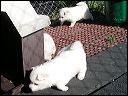 puppies4