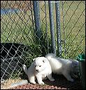 puppies5